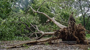 ঝড়ে ঢাকায় এত গাছ ভাঙল কেন?