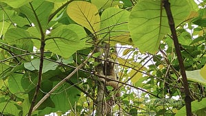খাগড়াছড়িতে বিপন্ন লজ্জাবতী বানর পাহাড়ে অবমুক্ত