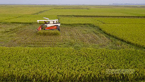 New machinery eases Haor rice harvesting