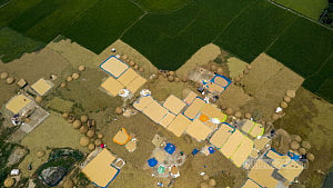 A hot, hectic day of Haor paddy harvesting