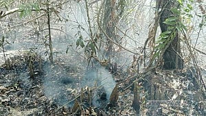 Irrigation pumps used to contain Sundarbans fire