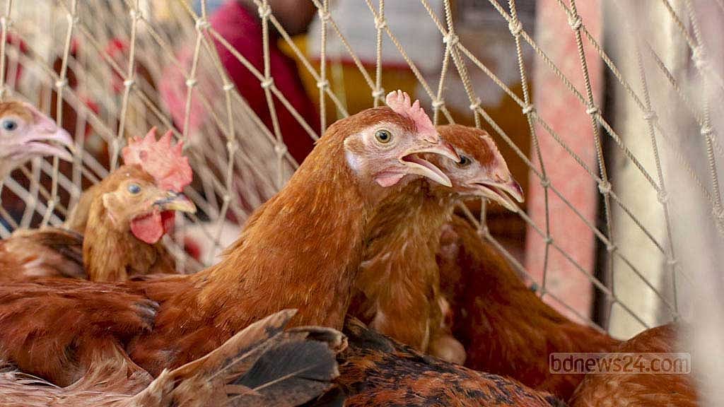 সোনালি মুরগির দর কেজিতে ৪০ টাকার মতো কমেছে