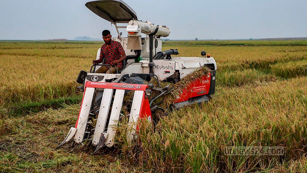 Harvester machines have sped up the harvest of the Boro paddy this year.
