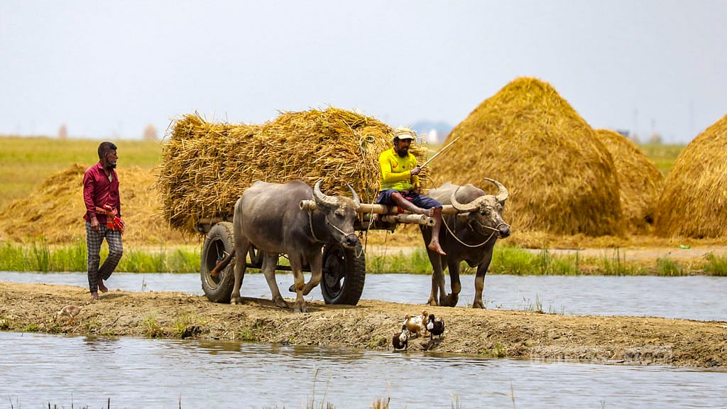 About 30,000 seasonal workers from different parts of the country came to Kishoreganj this year to take part in the Boro rice harvest.