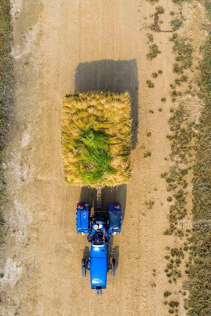 However, harvested crops are usually transported by tractor, saving both money and labour.