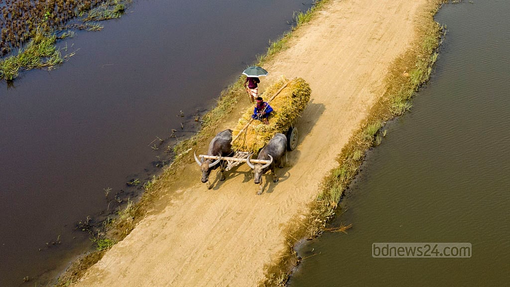 Though modern machinery is used to harvest the crop, buffalo carts can still be seen transporting the paddy from the distant parts of the Haor.