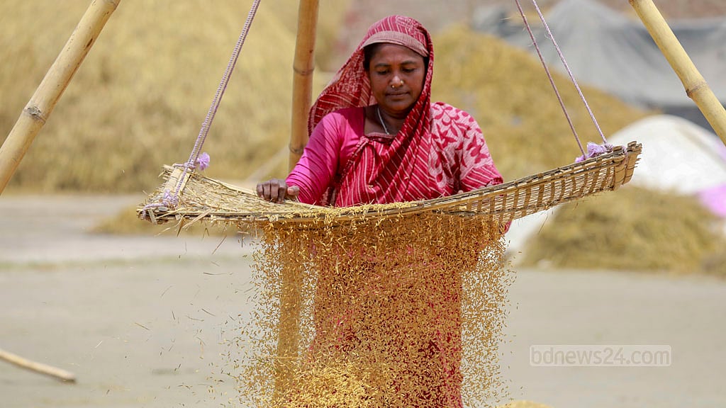 A woman removes the dirt and chuff after threshing paddy.