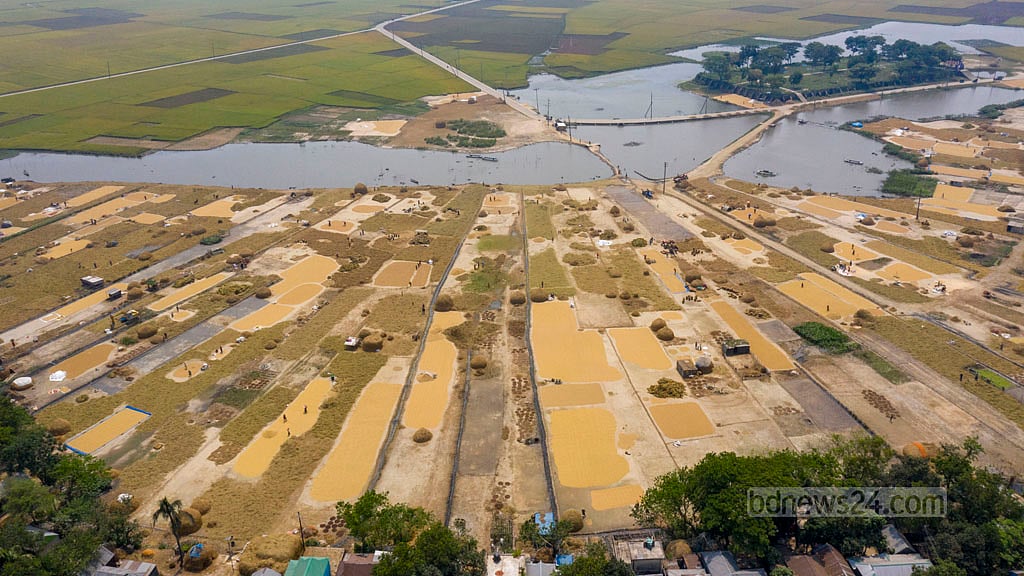 After parboiling, the paddy is dried in an open part of the Haor.