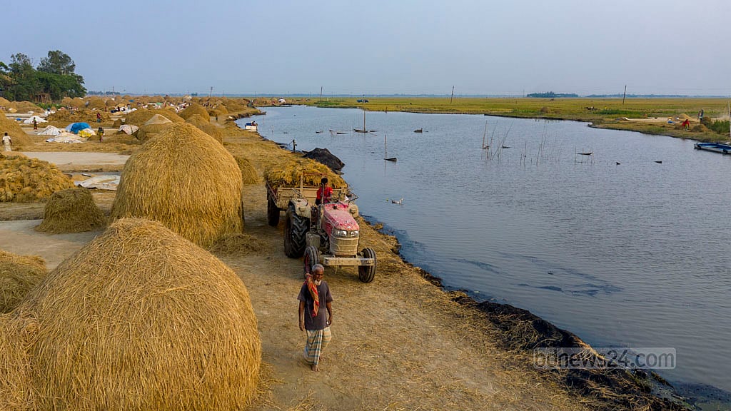 Paddy straw is also prepared by drying the paddy husks to meet the food needs of livestock throughout the year.