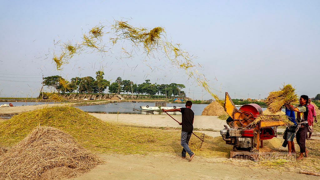 Farmers are busy threshing paddy brought in from the fields.