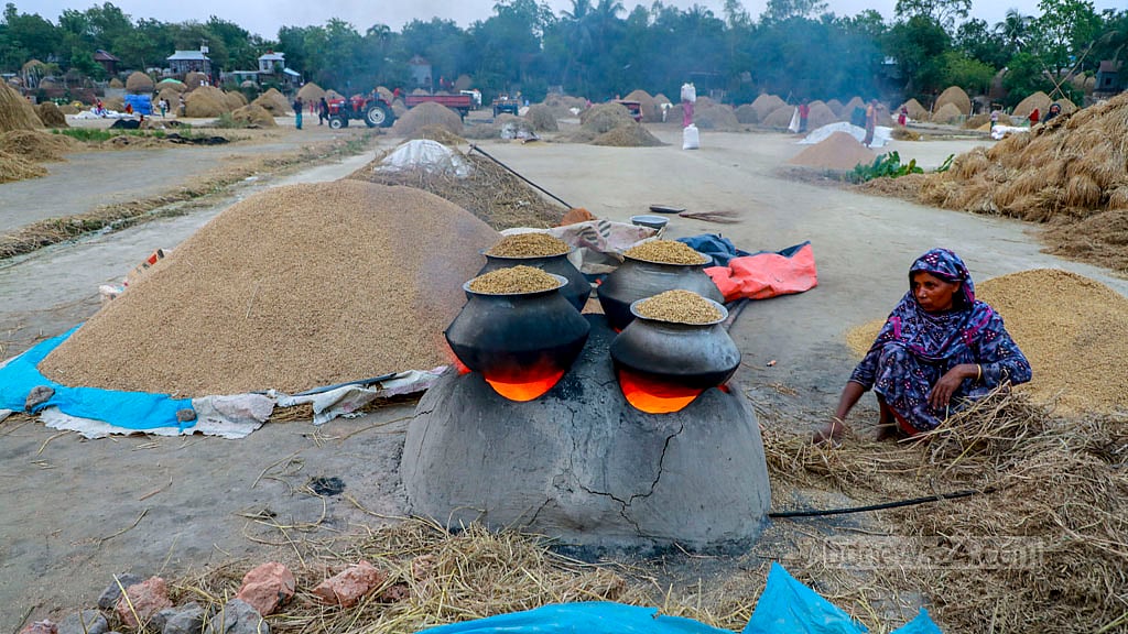 Throughout the day the rice is parboiled and dried at the houses in the Haor area.