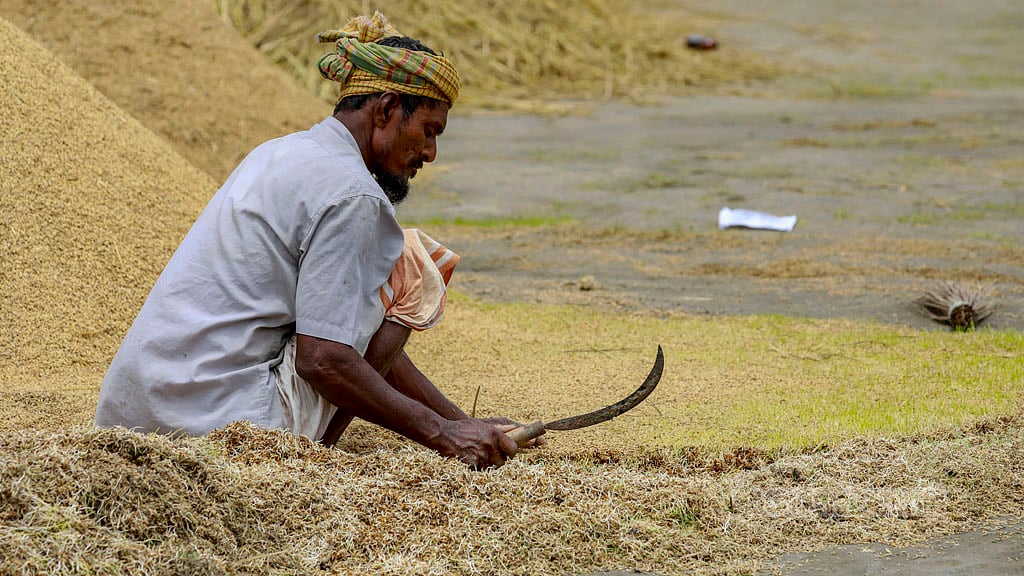 Seeds sprout as water enters a paddy stack after a sudden rain. A farmer is busy separating the seeded paddy from the stack.