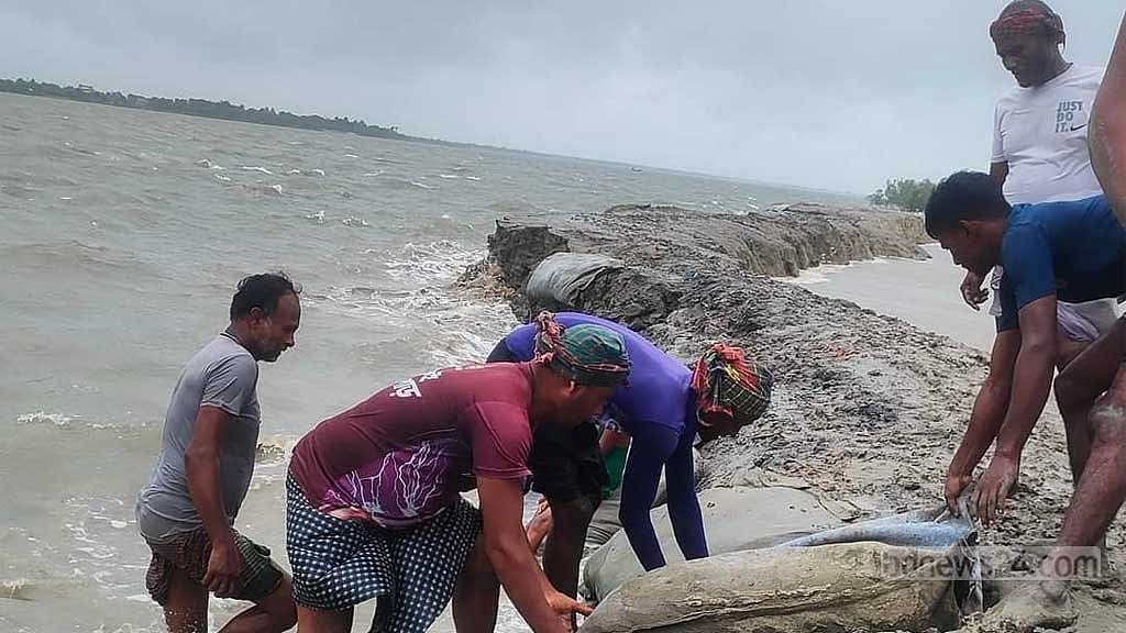 পানি উন্নয়ন বোর্ড তৎপর না হওয়ায় স্থানীয়রাই বাঁধ মেরামত করতে বাধ্য হন।