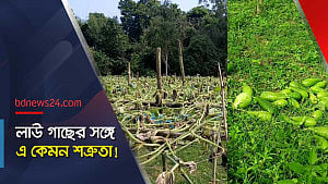 ৫০০ লাউসহ সব গাছ কেটে ফেলার অভিযোগ