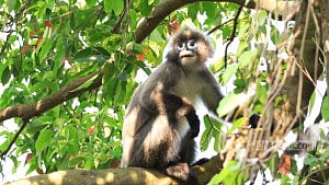 ‘খাদ্য সংকটে’ রামগড়ের লোকালয়ে চশমাপরা হনুমান