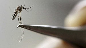 বধির করে মশার যৌনজীবনে বাধা দিলেই ডেঙ্গু কমবে