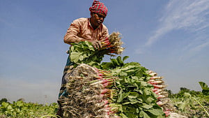 Smiles on farmers' faces