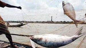 জেল-জরিমানাতেও থামছে না মা ইলিশ শিকার