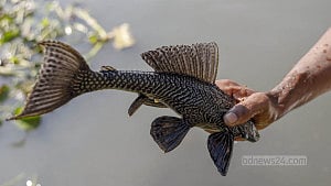 জাল ফেললেই মিলছে সাকার ফিশ