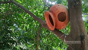 ক্যাম্পাসের গাছে গাছে পাখির জন্য ‘হাঁড়ির বাসা’ দিল ঢাবি ছাত্রদল