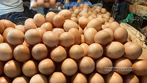 এক ডিম ১৫ টাকা