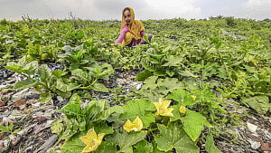 ময়লার ভাগাড়ে সবজি চাষ
