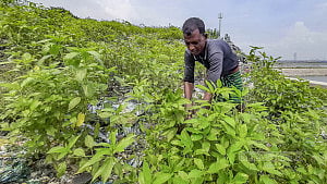 Vegetable cultivation at Matuail landfill