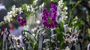Orchid exhibition on a rainy day