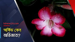 অর্কিডের প্রজাতি অন্তত ২০ হাজার