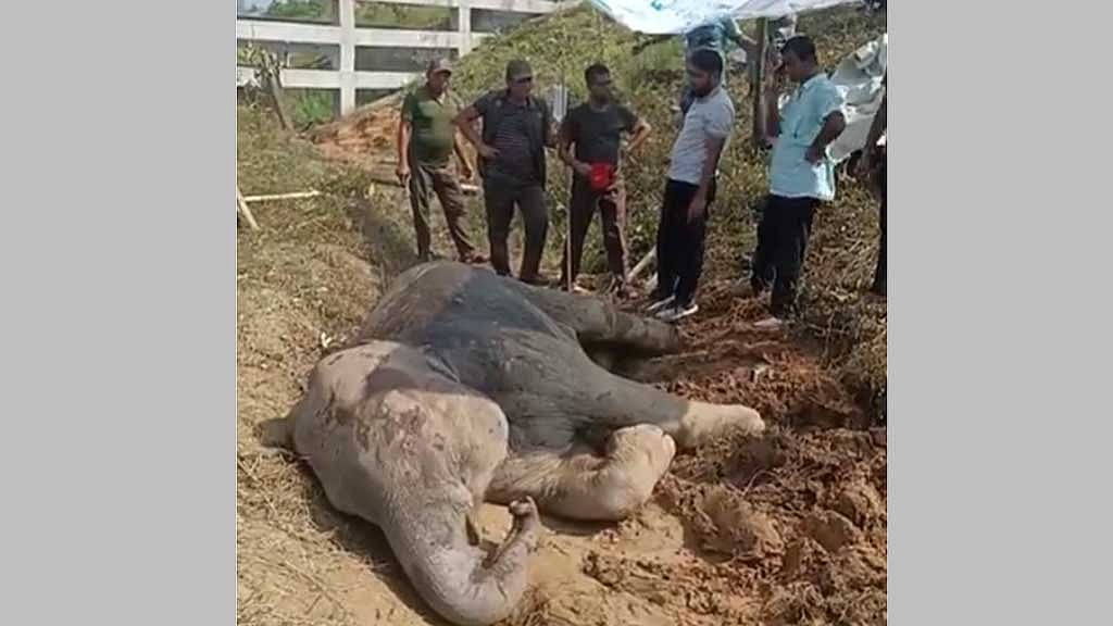 চট্টগ্রামের চুনতি অভয়ারণ্যে রোববার রাতে ট্রেনের ধাক্কায় আহত হয়ে মেরুদণ্ড ও পা ভেঙে গেছে হাতিটির। ভিডিও থেকে নেওয়া ছবি। 