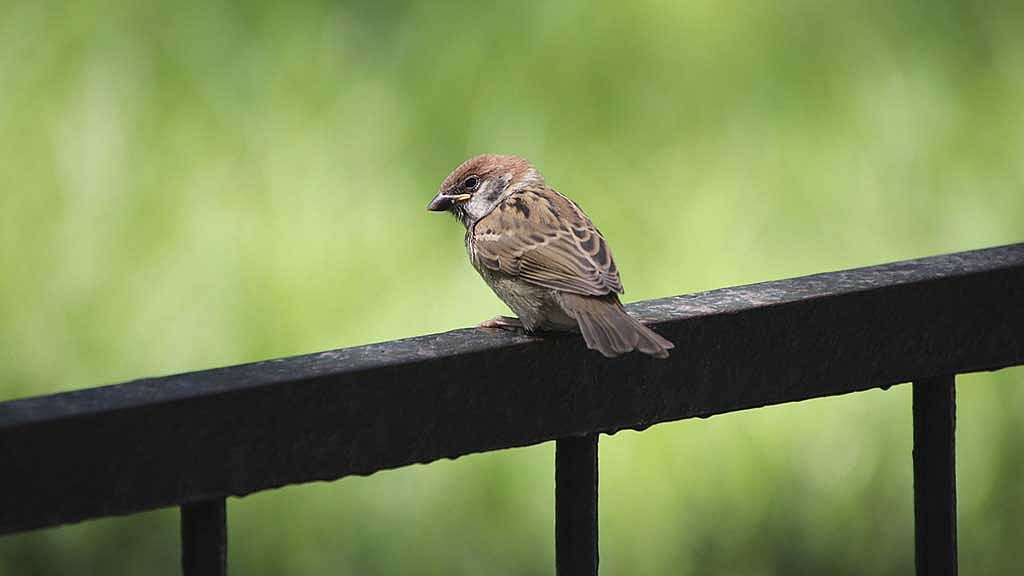 ছবি: পিক্সাবে