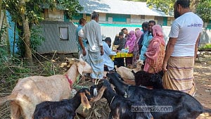 ভ্রাম্যমাণ ক্যাম্পে বন্যাক্রান্ত ২৬ হাজার গবাদি পশুপাখির চিকিৎসা