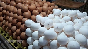 ডিম: আমদানি করে দাম নিয়ন্ত্রণ সম্ভব?