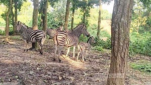 গাজীপুরে সাফারি পার্কে জেব্রা পরিবারে ২ নতুন অতিথি