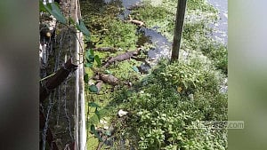 মাদারীপুরে বিদ্যুৎ অফিসের পুকুরে মরে ভাসল ১২ গুইসাপ