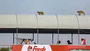 Monkeys use footbridge