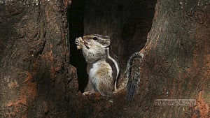 Scampering squirrels at Suhrawardy Udyan