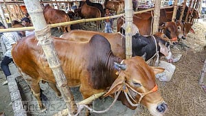 Who will take over Gabtoli cattle market after Dipjol?