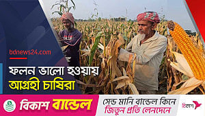পদ্মার চরে ভুট্টার বাম্পার ফলনে কৃষকের মুখে হাসি