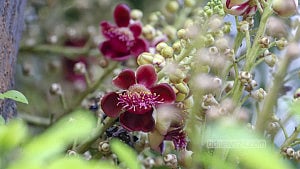 গ্রীষ্মের ফুলে রঙিন ঢাকা বিশ্ববিদ্যালয়