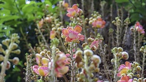 Summer blooms brighten DU campus