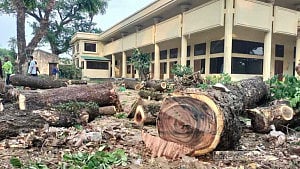 হবিগঞ্জে শতবর্ষী গাছ কাটা নিয়ে ক্ষোভ