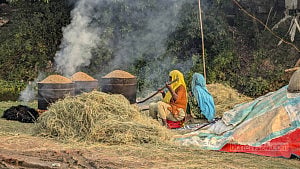 সোনার ধানের অপেক্ষায় হাওরের কৃষক