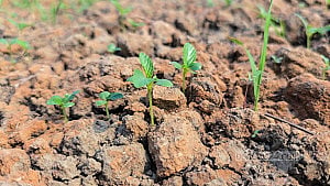 Climate change takes toll on jute farming
