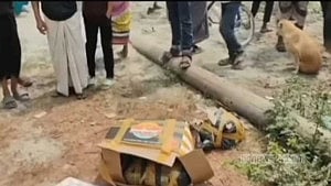 Body parts, severed head found in cartons in Keraniganj, Munshiganj
