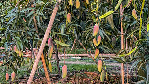 মংশিতু চৌধুরীর বিদেশি আমের বাগান