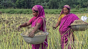 Farmers weave dreams with onion seeds in Faridpur