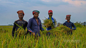 Water board urges early harvest amid haor flood fears