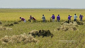 হাওরে ফসল তোলার ব্যস্ততা