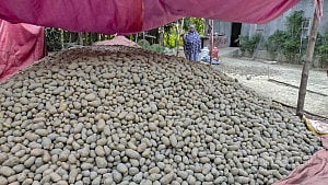 Can't even cover costs': Potatoes rot under open sky